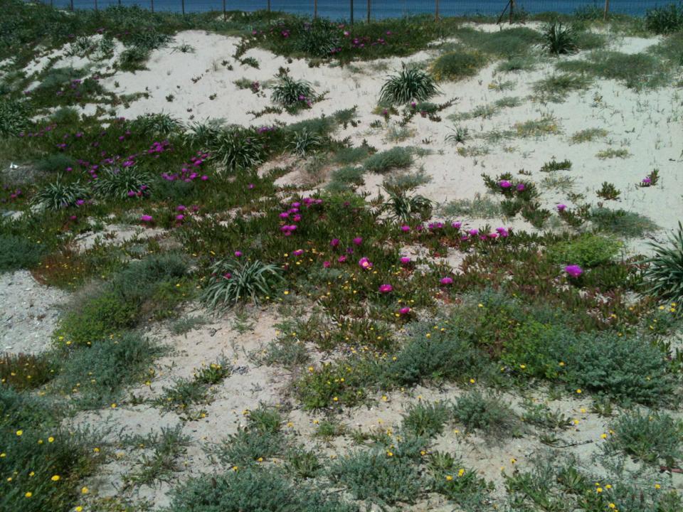 Camping Golfo Dell'Asinara Platamona Exterior foto